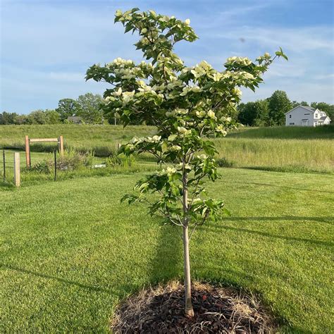 Venus Dogwood Zone: Where To Grow Tree Under Best Condition?