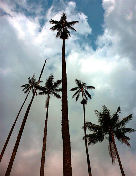 Wax Palm Trees Colombia Photograph by Michelle Eshleman - Pixels