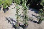 Podocarpus Varieties - Neighborhood Nursery