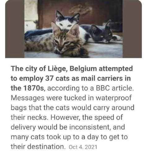 The cat courier : r/belgium