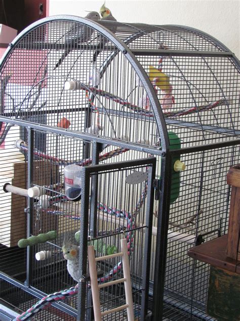 30+ Bird Cage Set Up Ideas – HomeDecorish