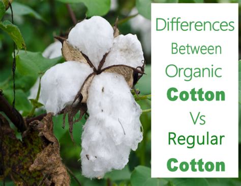 What is the Difference Between Organic Cotton and Cotton