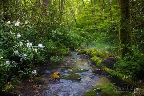 20+ Best Hiking Trails Near Waynesville NC