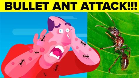 Most Painful Insect Bite A Human Can Experience - Bullet Ants - YouTube