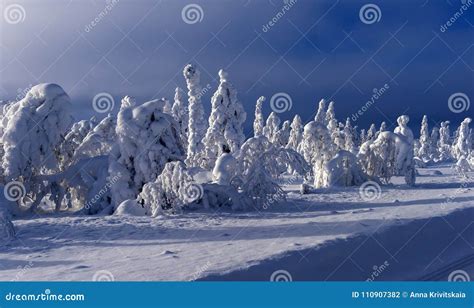 Majestic winter trees stock photo. Image of color, landscape - 110907382