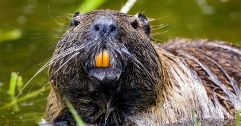 How Beavers Are Reviving Wetlands - Organic Consumers