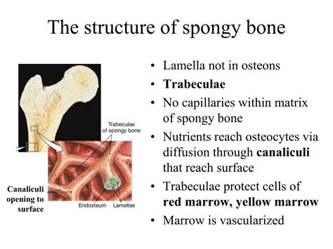 PPT - Chapter 6- Part I Bones and Skeletal Tissues PowerPoint Presentation - ID:1283526