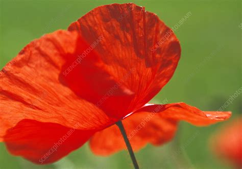 Corn poppy flower - Stock Image - B760/1104 - Science Photo Library