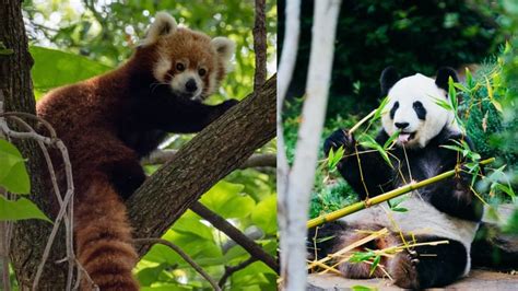 National Panda Day 2024: What are the different species of pandas and ...