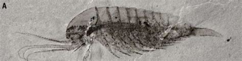 Half the species in a new Cambrian fossil site are completely new to us - Ars Technica