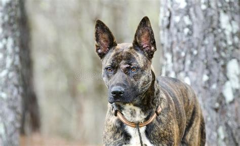 Brindle Dutch Shepherd Mix Breed Dog Adoption Photo Stock Photo - Image ...