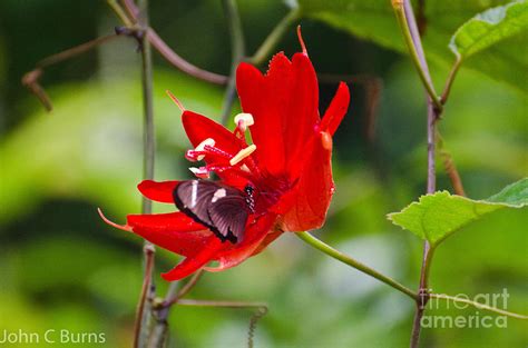 Butterfly Feeding Photograph by John Burns - Pixels