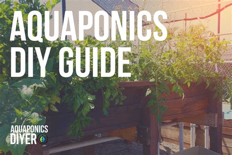 DIY Aquaponics - Best Methods & More 2024 - AquaponicsDIYer