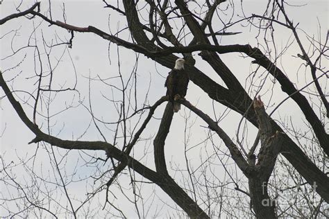 American Bald Eagle 2023 V Photograph by Darren Dwayne Frazier - Fine Art America