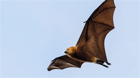 Flying foxes' adorable name won't save them from extinction threats - The Verge