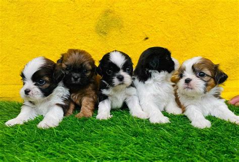 Find Purebred Shih Tzu Puppies for sale in Delhi | Mr n Mrs Pet