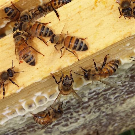 Italian Honey Bees - Jacobs Heritage Farm