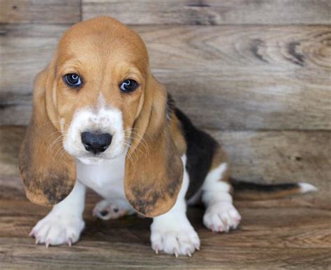 Basset Hound Puppy Black Tan / White ID:1922 Located at Petland Memphis, TN