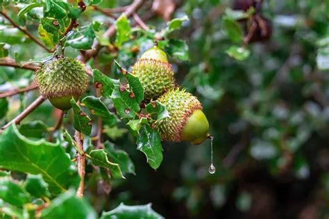 Discover 10 Types of Acorns and How to Identify Each - A-Z Animals