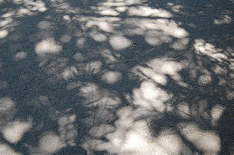 My Bleedin Art: Rainforest Leaf Shadows