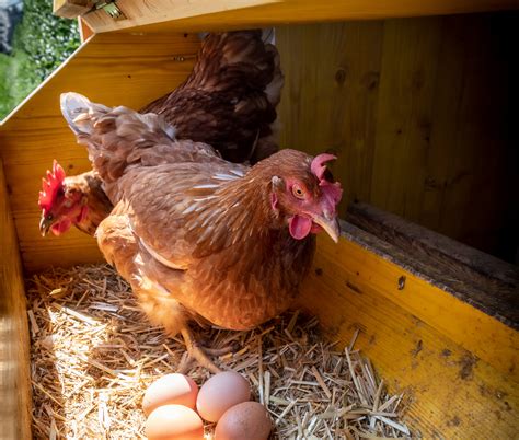 Why Do Chickens Eat Their Own Eggs? | McMurray Hatchery Blog