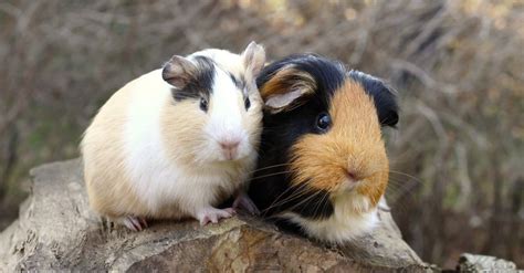 Male Guinea Pigs vs Female Guinea Pigs: What's the Difference? - AZ Animals