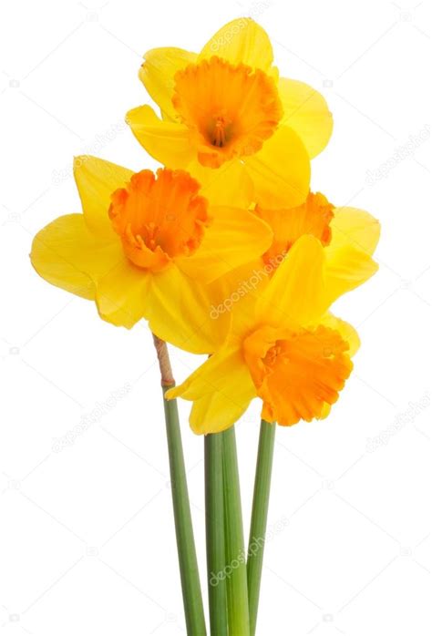 Daffodil flowers bouquet — Stock Photo © natika #59769639