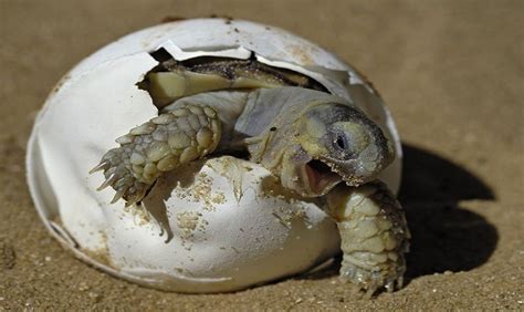 What do Painted Turtles eat? Care sheet, Habitat and Eggs Under Water