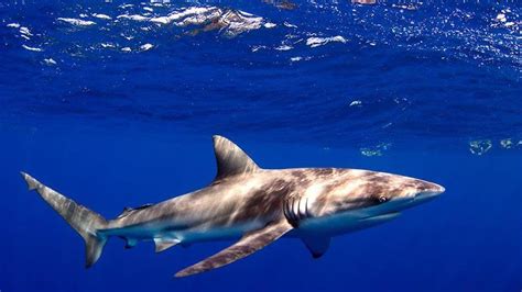 The Sharks in Florida | Meet the Sharks | Florida Shark Diving