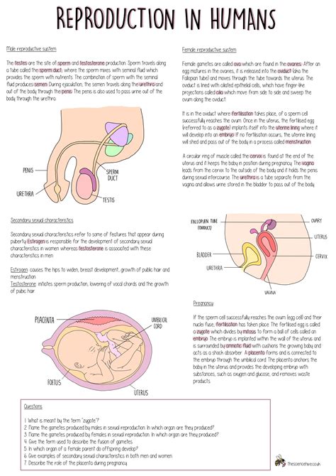 Reproduction in humans — the science hive