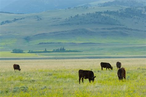 A Brief History of Montana - Bloomstone Montana