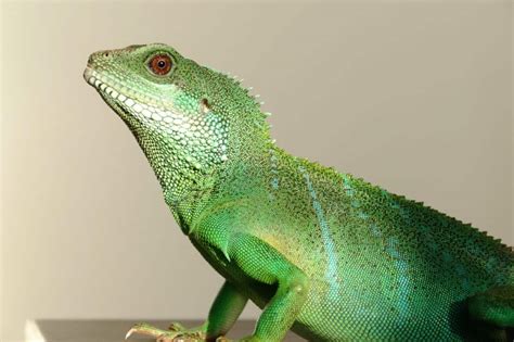 Free picture: lizard, reptile, chameleon, animal, wildlife, vertebrate ...