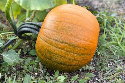 Beautiful green and red pumpkin in the autumn garden. Growing pumpkins in the garden. 12704994 ...