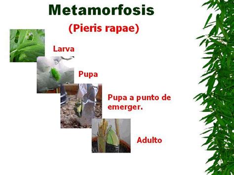 Metamorfosis - EcuRed