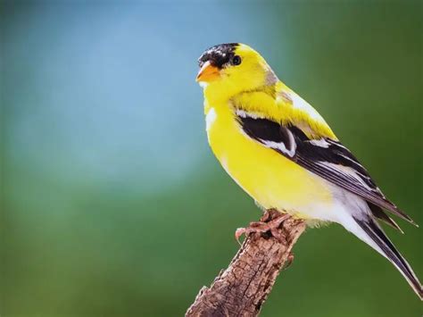 Indiana Bird Species: Know the Unknown Facts