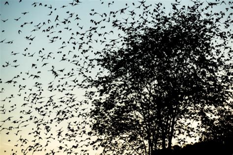 Flock of swarming birds (brambling/bjørkefink) at dusk – Photography ...