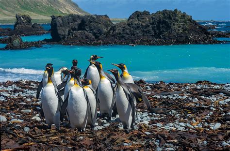 Macquarie Island - WorldAtlas