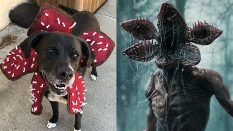 This 'Stranger Things' Demogorgon Dog Costume Is Actually Precious As Heck