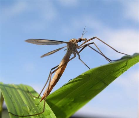 Mosquito Hawk: Characteristics, Diet And Bite - Science Trends