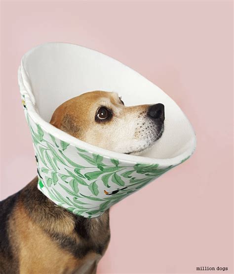 The Best Ideas for Dog Cone Alternatives Diy – Home, Family, Style and ...