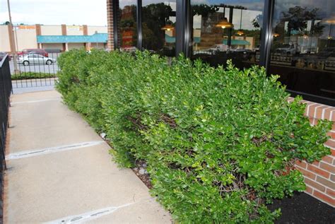 Photo of the entire plant of Inkberry (Ilex glabra 'Compacta') posted by ILPARW - Garden.org