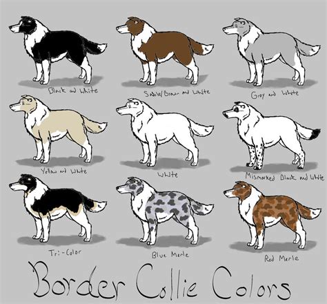 Border Collie Colors Ref by AzulaMoonWolf on DeviantArt