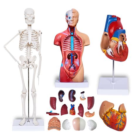 Buy breesky Human Heart Torso and Skeleton Model 3D Model Study Tools for Anatomy and Physiology ...