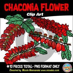 Chaconia Flower | ... double chaconia the national flower of trinidad tobago | Flowers, Drawings ...