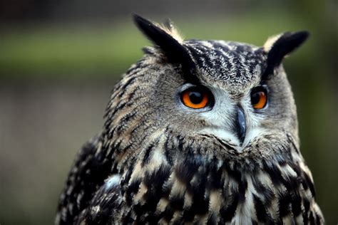 Best 500+ Owl Eyes Pictures | Download Free Images on Unsplash