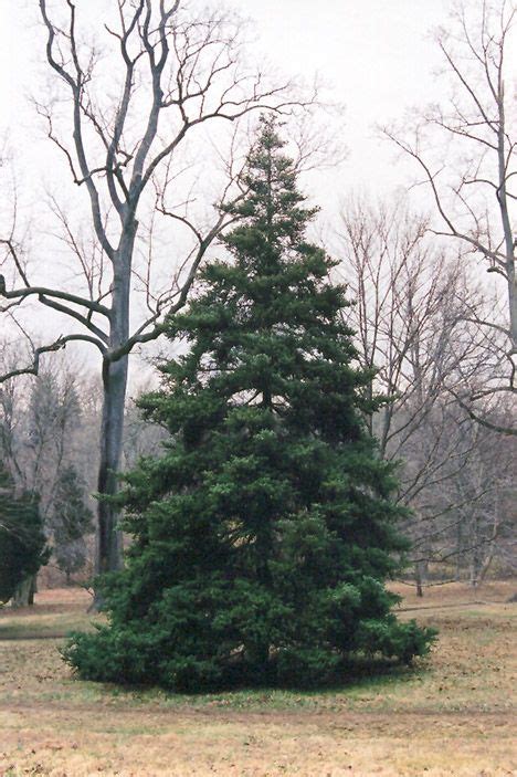 Find Korean Fir (Abies koreana) in Macomb, Michigan (MI) at Ray Wiegand's Nursery | Abies ...