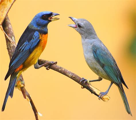 Blue-and-yellow Tanager (Birds around Cusco) · iNaturalist