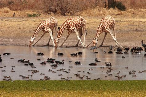 Waza National Park | Fotografie