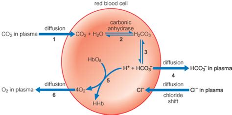 Chloride shift occurs in response to