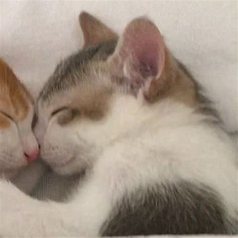 Cute cuddling cats matching profile picture for couple or friends | Cat ...